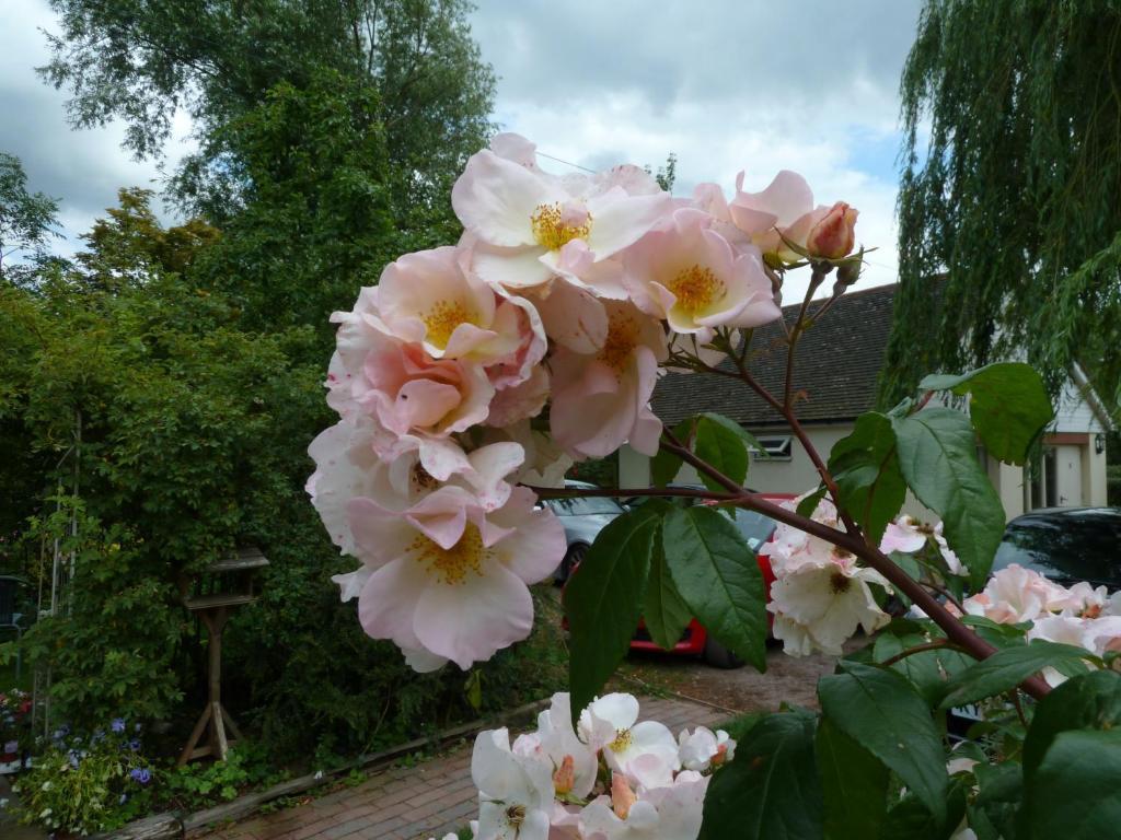 The Willows Guest House Takeley Ruang foto